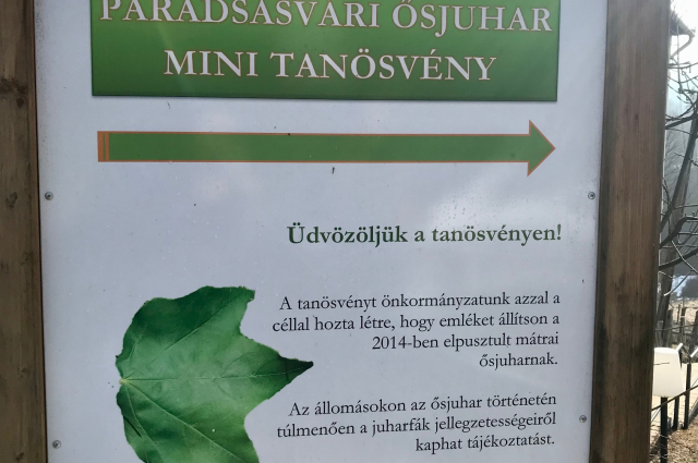 Ősjuhar Mini tanösvény