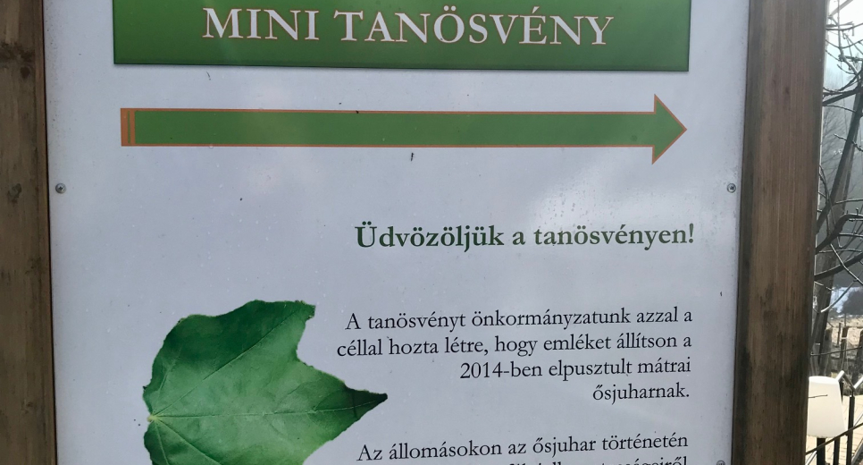 Ősjuhar Mini tanösvény